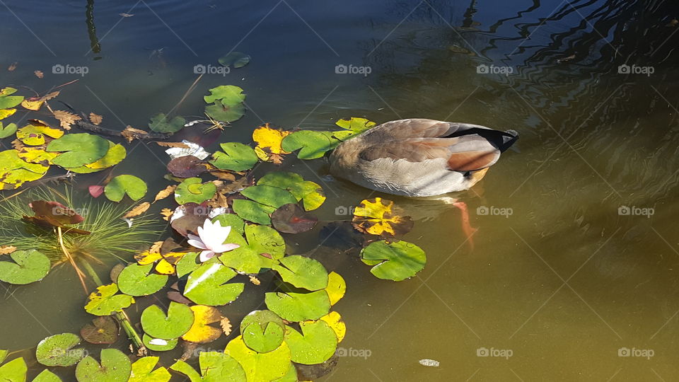 duck under water