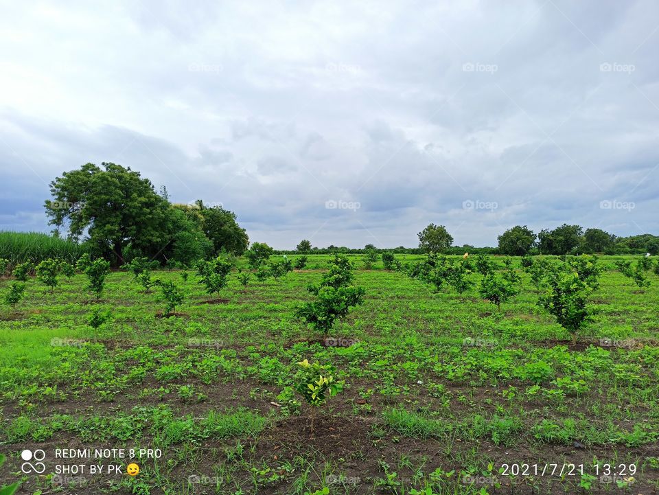 nature is our whealth