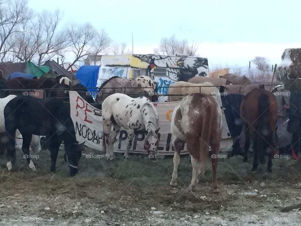 Sioux Horses at standing rock camp