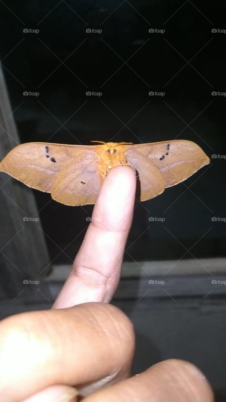This butterfly is beautiful even at night.