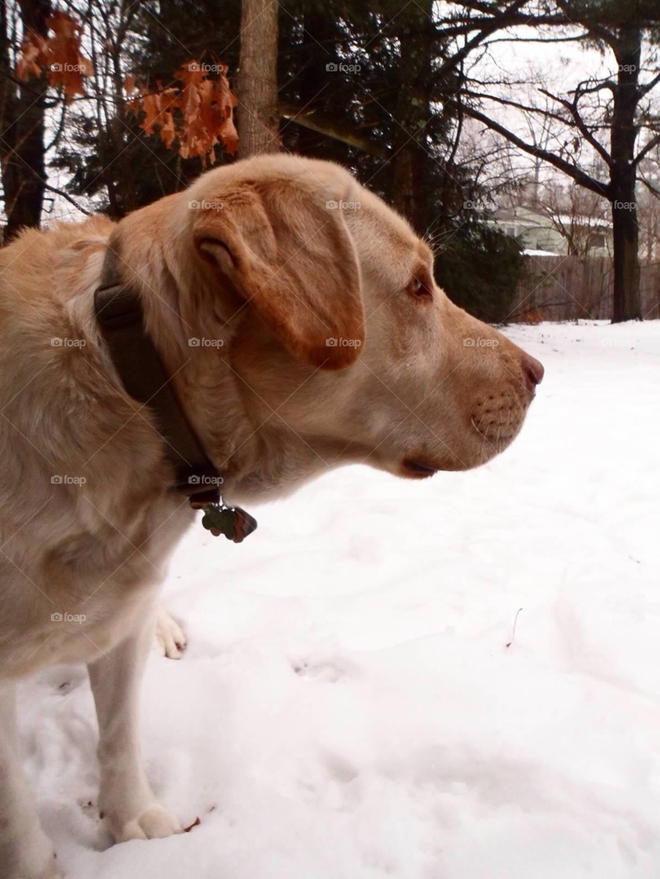 snow trees contrast retriever by jmh