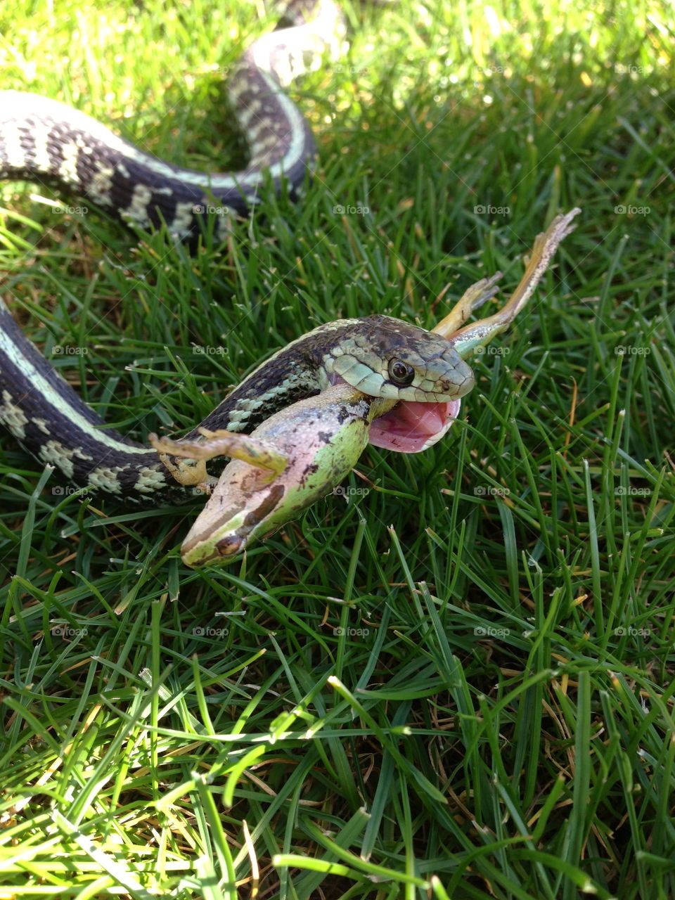 Snake And Frog. Snake with frog in mouth