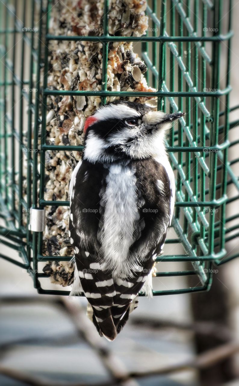 Woodpecker