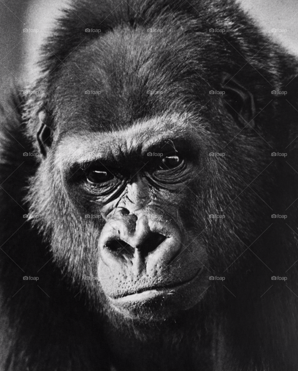 gorilla a silverback gorilla watches the people at the phoenix zoo. lowland gorilla. by arizphotog