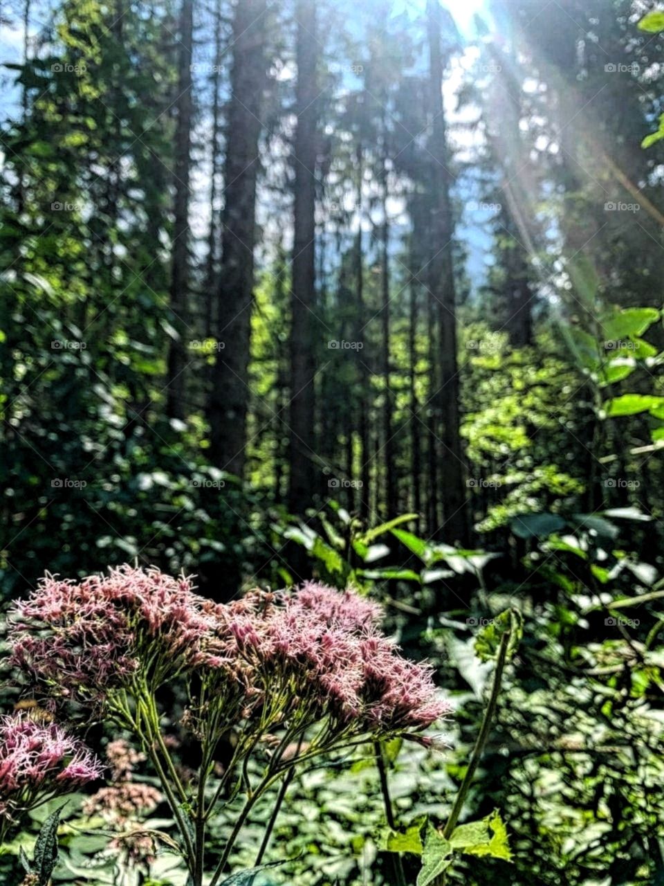 Flowers in the forest
