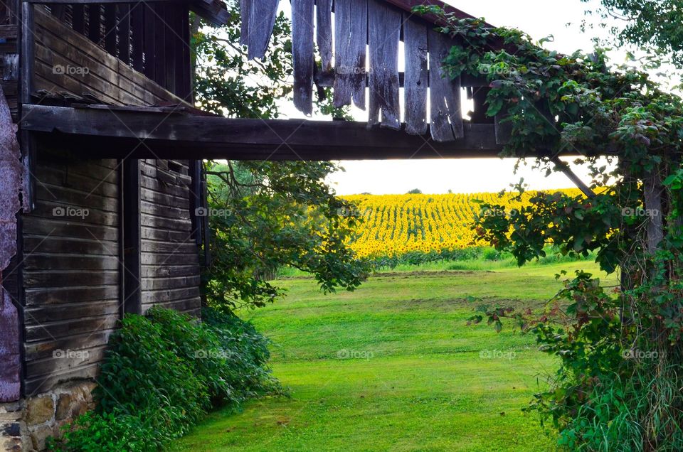 Take the Nostalgic Way Home (Series)