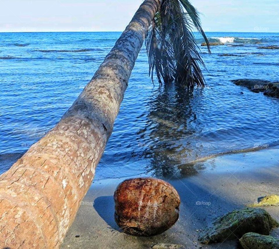 Coconut on the beach