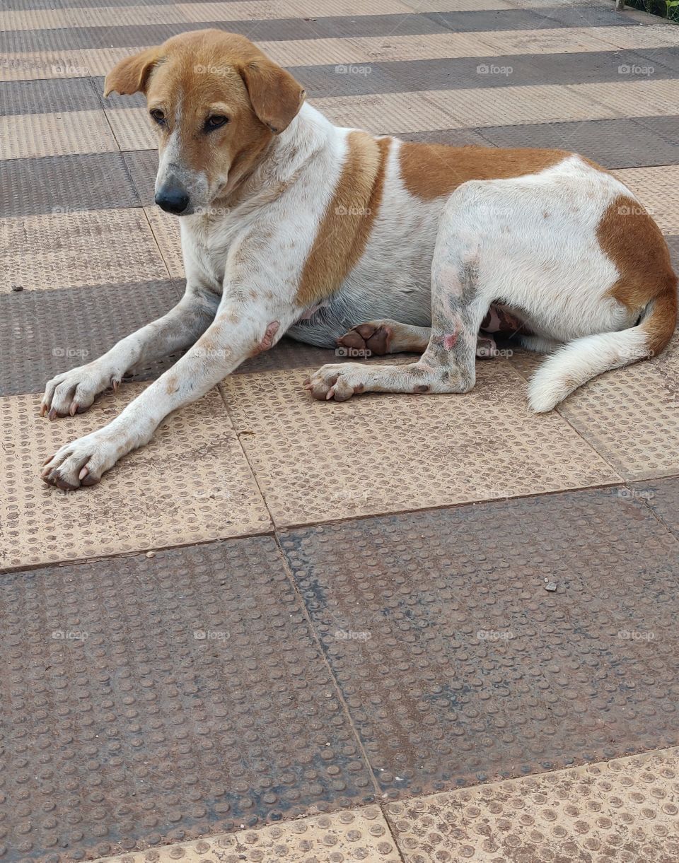 Indian street dog sitting calmly and waiting to be accepted