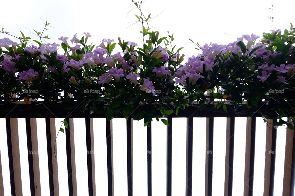 Perplexed flowers on trellis