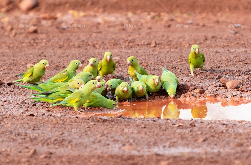 Periquitos se reunem para matar a sede no calor Pantaneiro