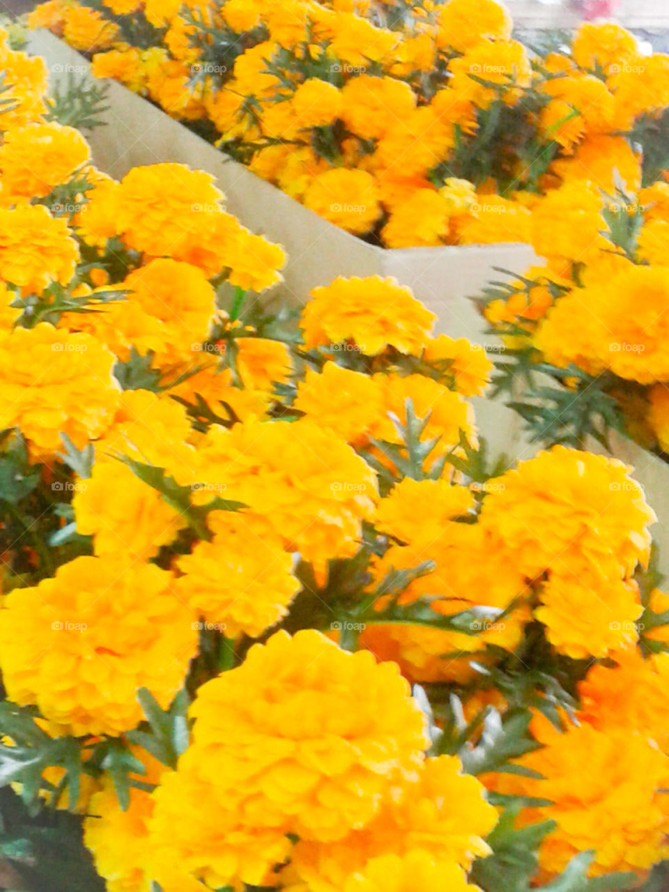 Yellow . Marigold, yellow, yellow flowers, flowers 
