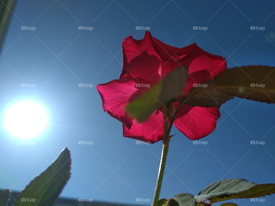 Rose blooming under sun light