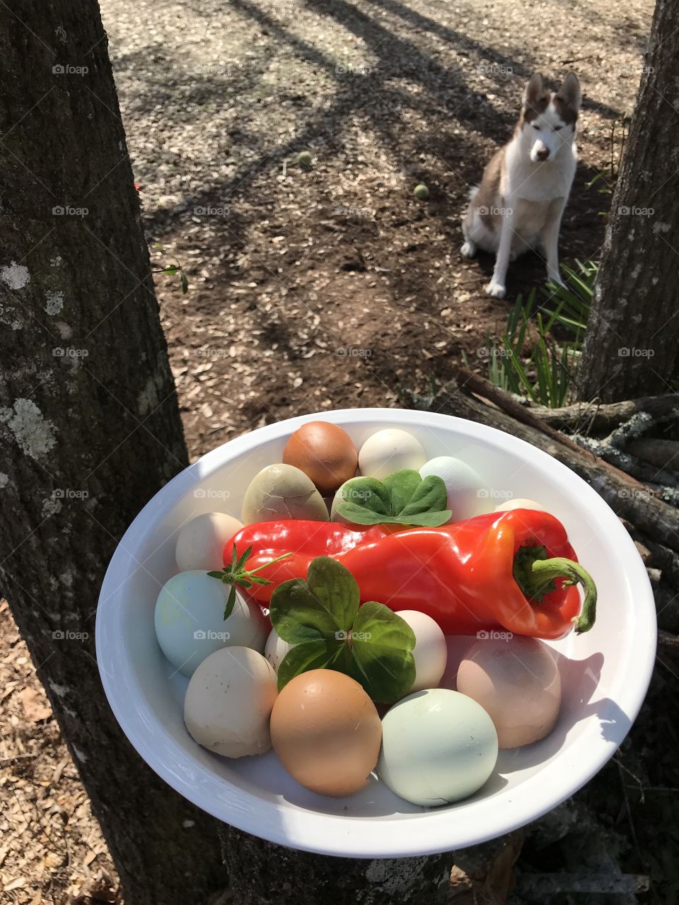 Cooking out, eggs and pepper with Alaska