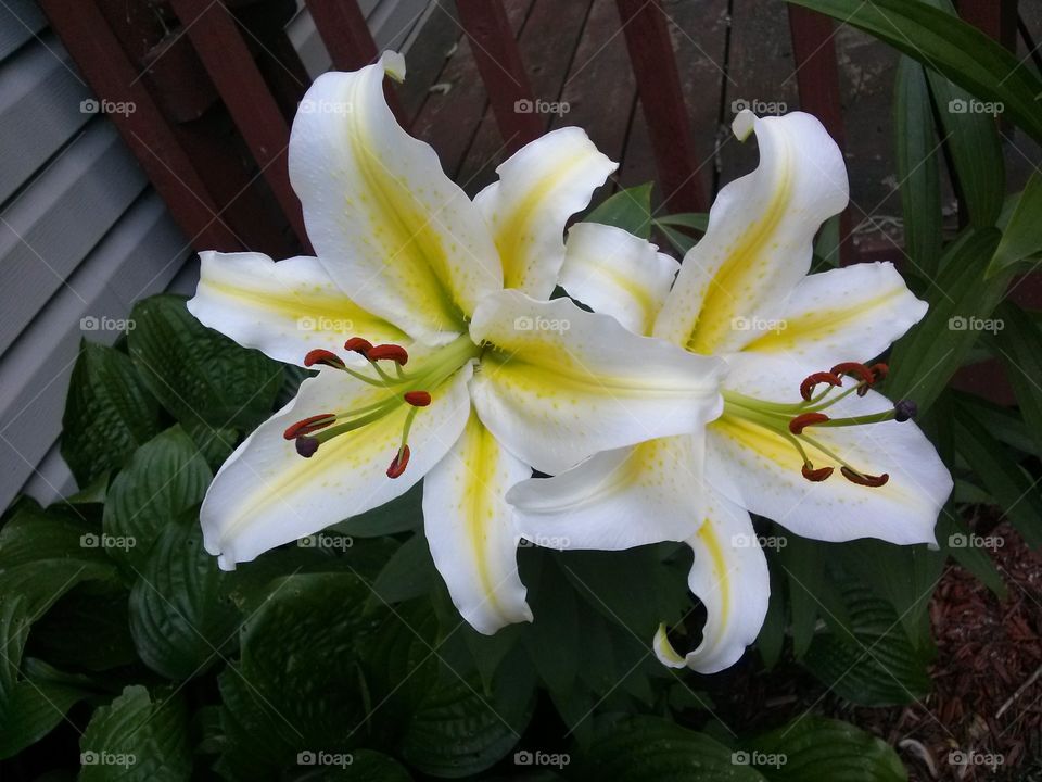 White and yellow tiger Lily flowers