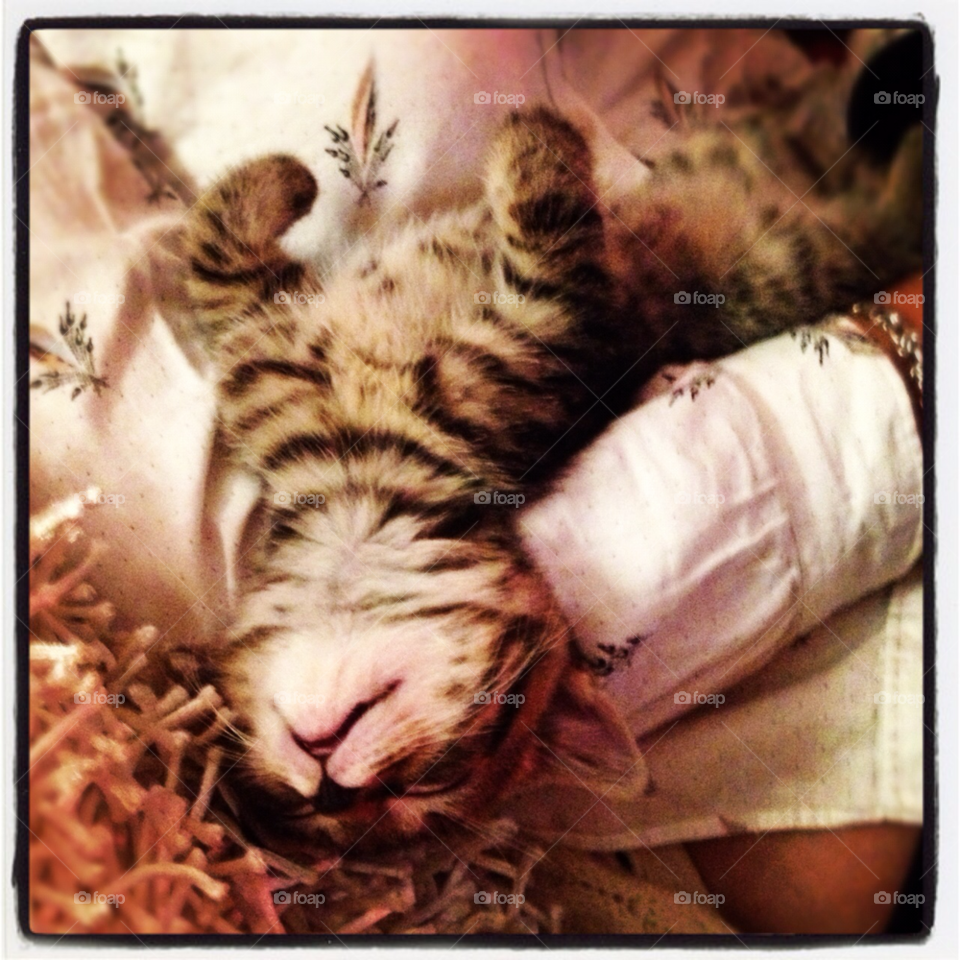 bengal cat napping my little tiger cute by deanna93