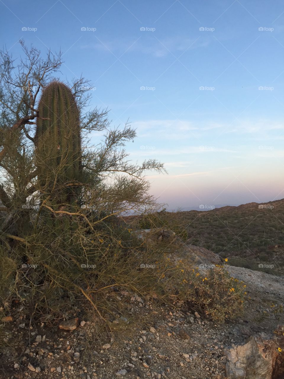 The lone cactus