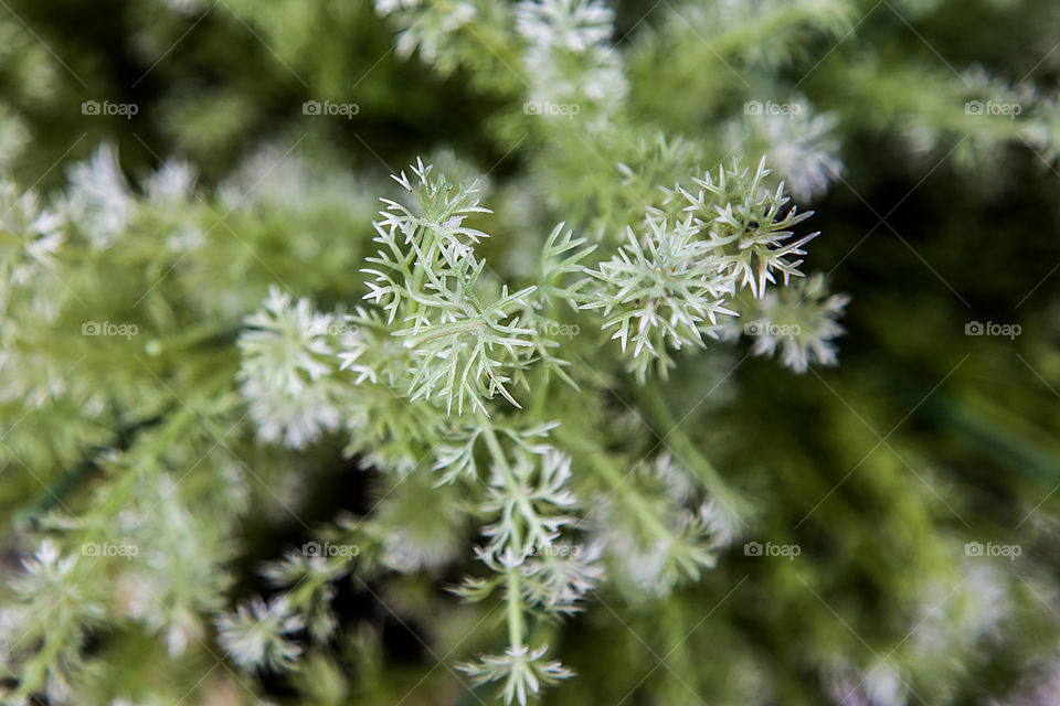 Close-up of plant