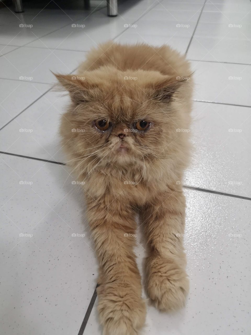 Persian cat