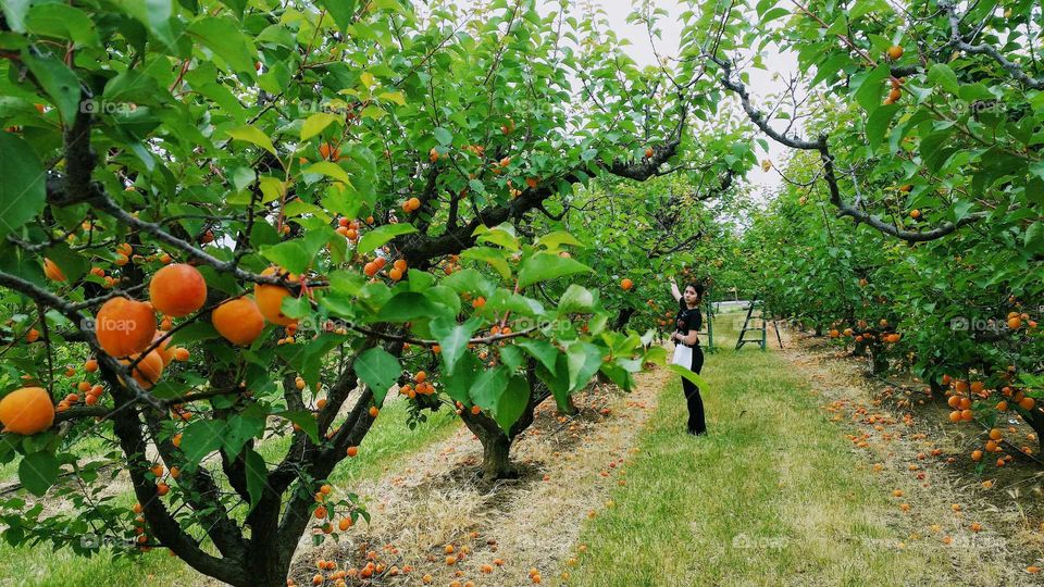 peach trees