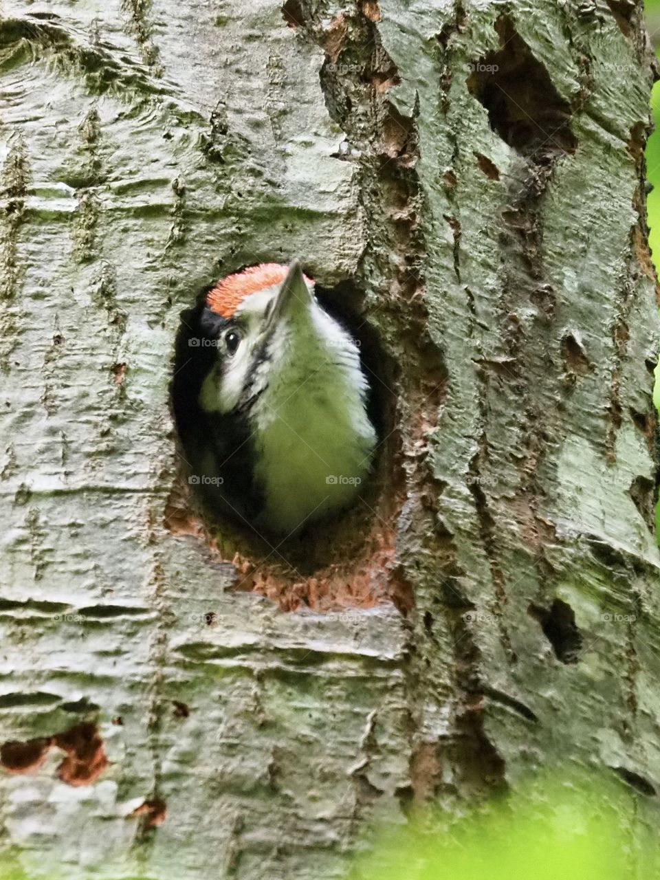 last night in the nest