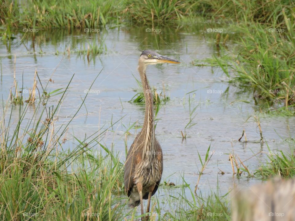 A Great Blue Heron in a pond.