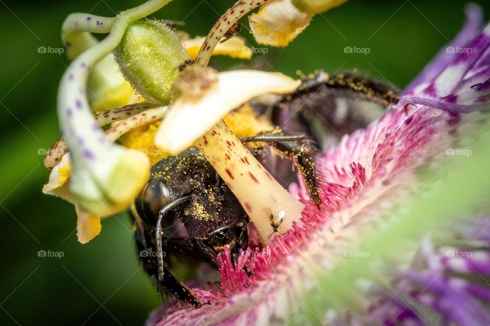 An Eastern Carpenter Bee relishes the pollen of a Purple Passion Flower. 