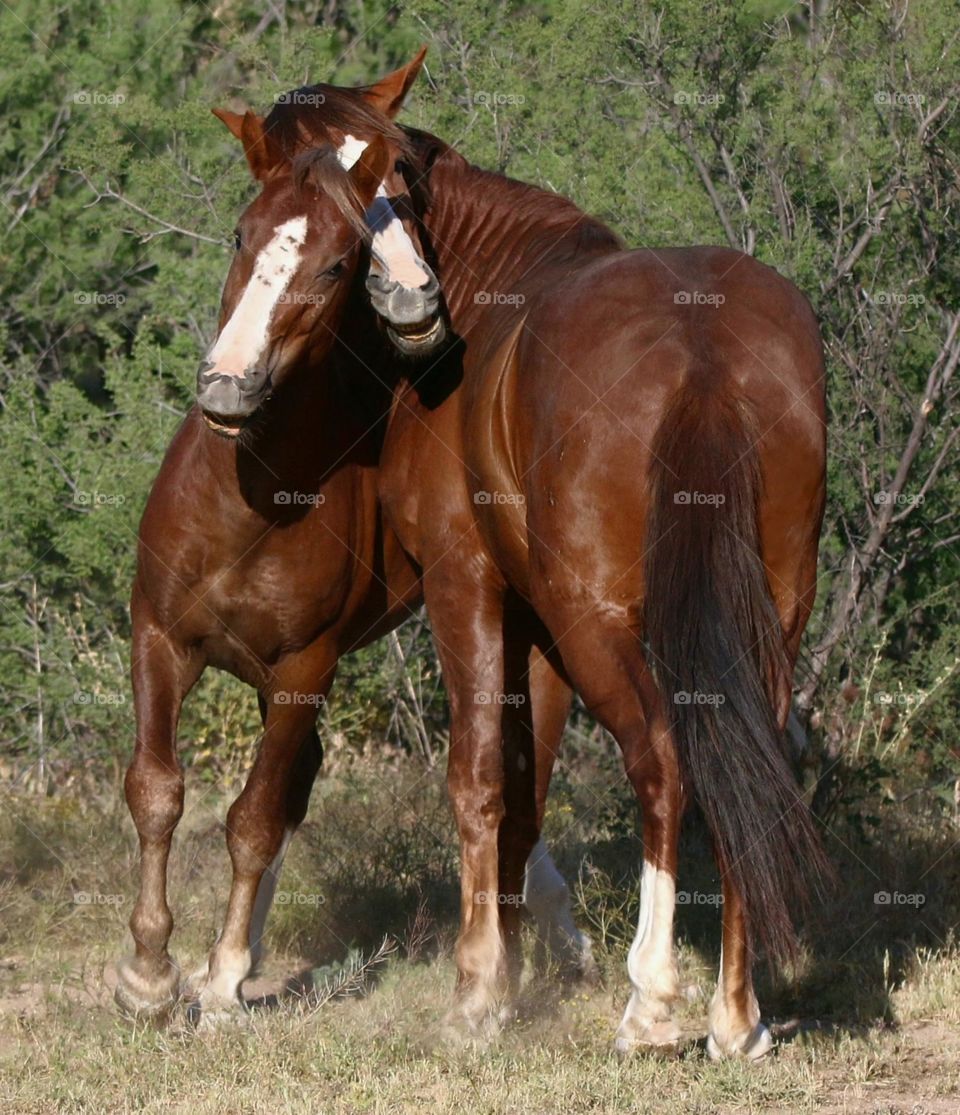 Horseplay Between Two Wild Stallions