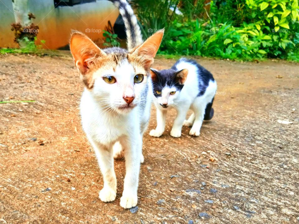 Cats - Brothers playing