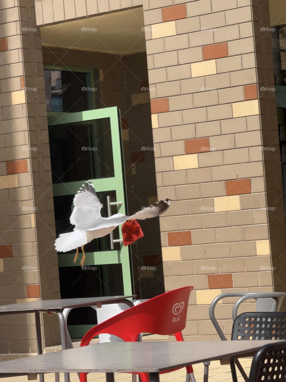 Gaivotas em missão secreta: infiltrar- se no bar e roubar a cena!