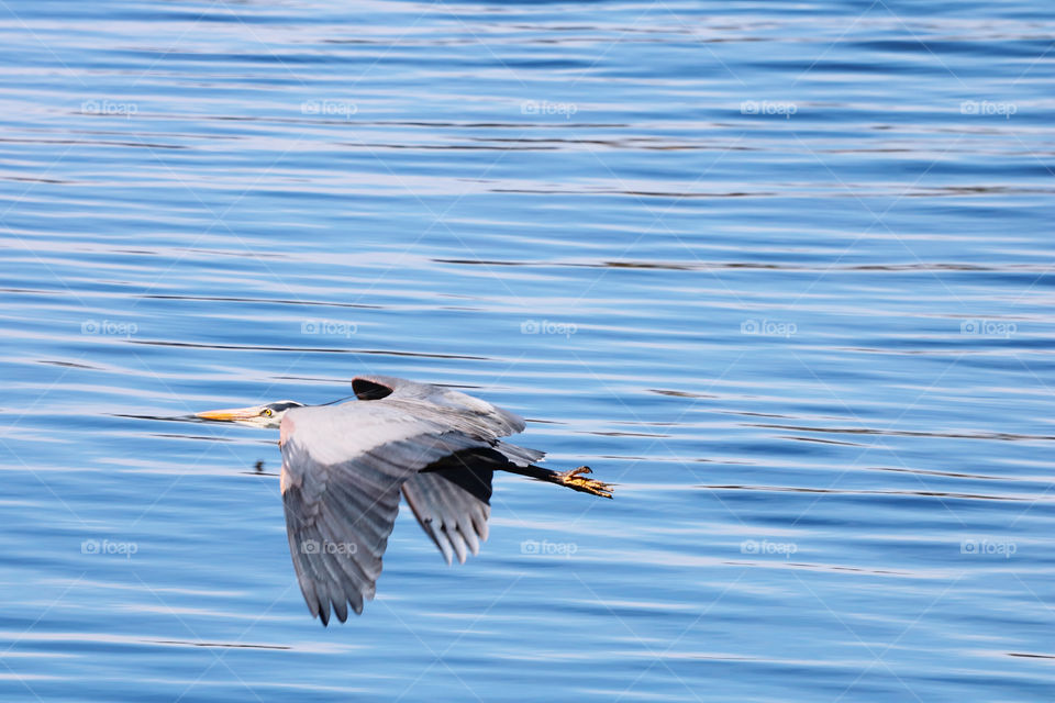 Heron flying over blue pacific, closeup 