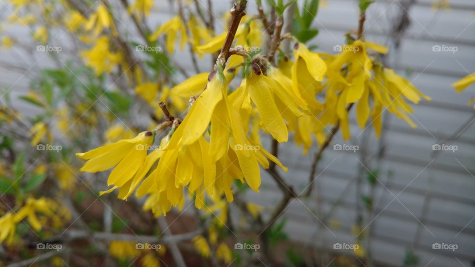 No Person, Nature, Leaf, Outdoors, Flora