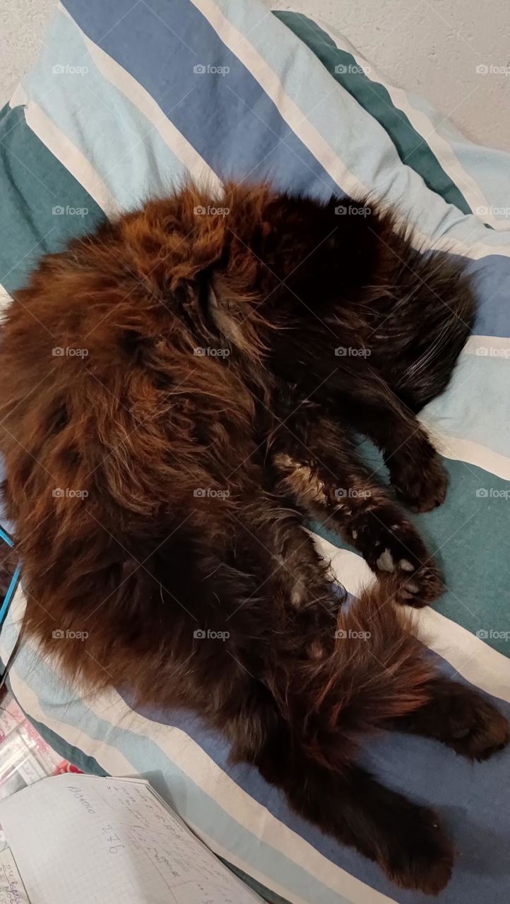 hardworking black cat)