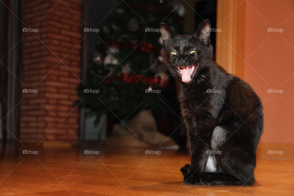 My Black cat named "Iris" meowing, ir perhaps yawning out of boredom 