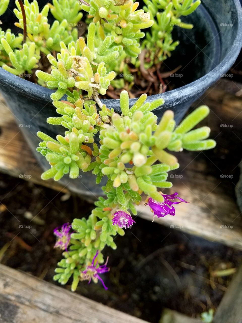 ground cover plant green purple