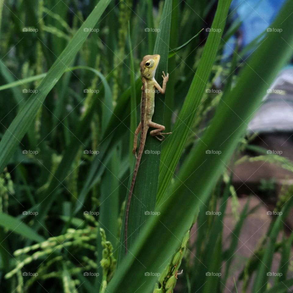 garden lizard