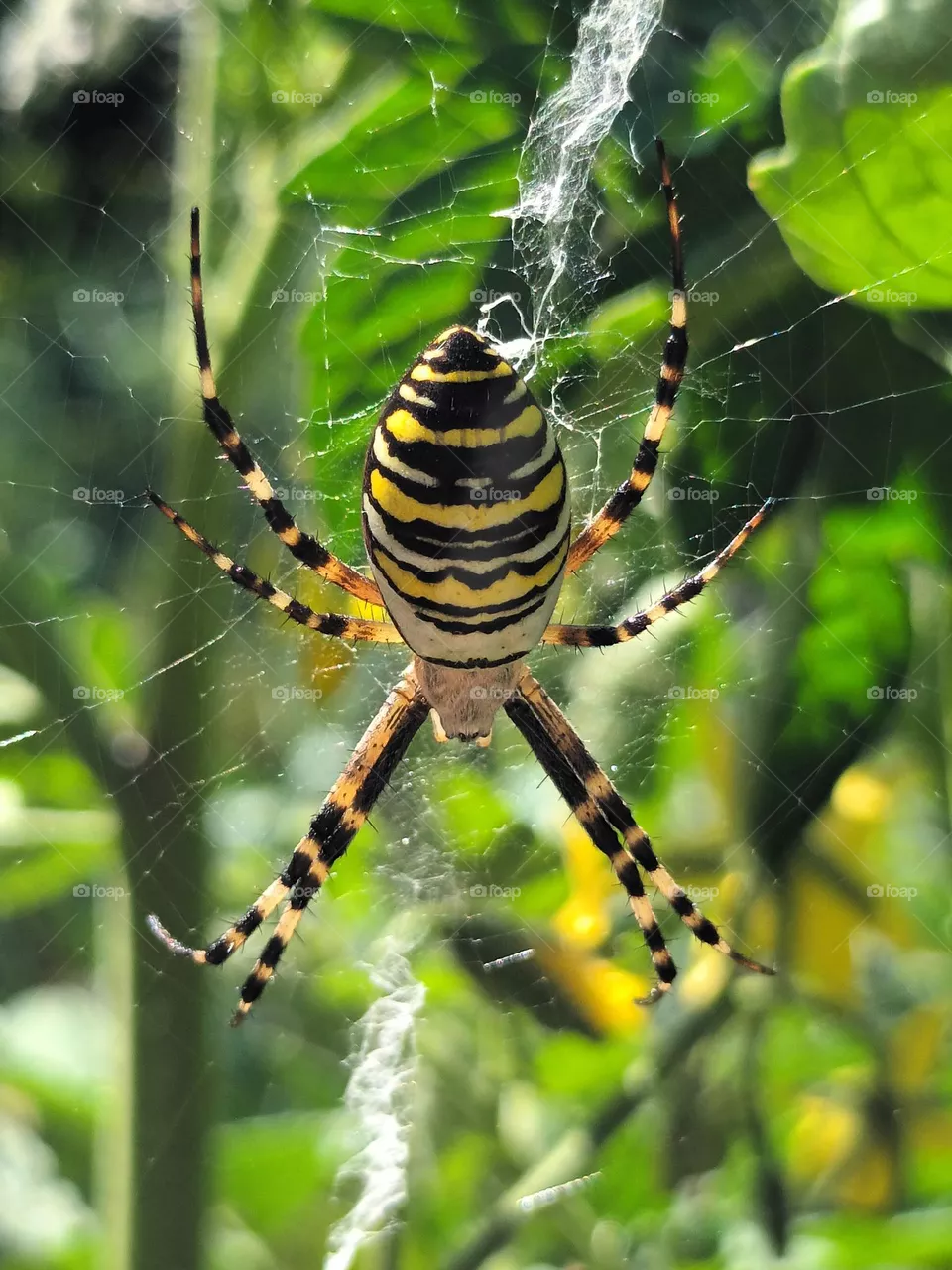 Wasp spider
