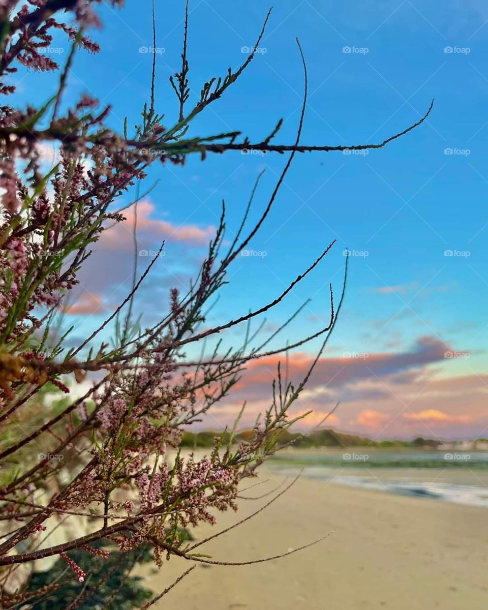 Sunrise's colour explosion under a bright blue sky and over Locmiquel beach through pink heather