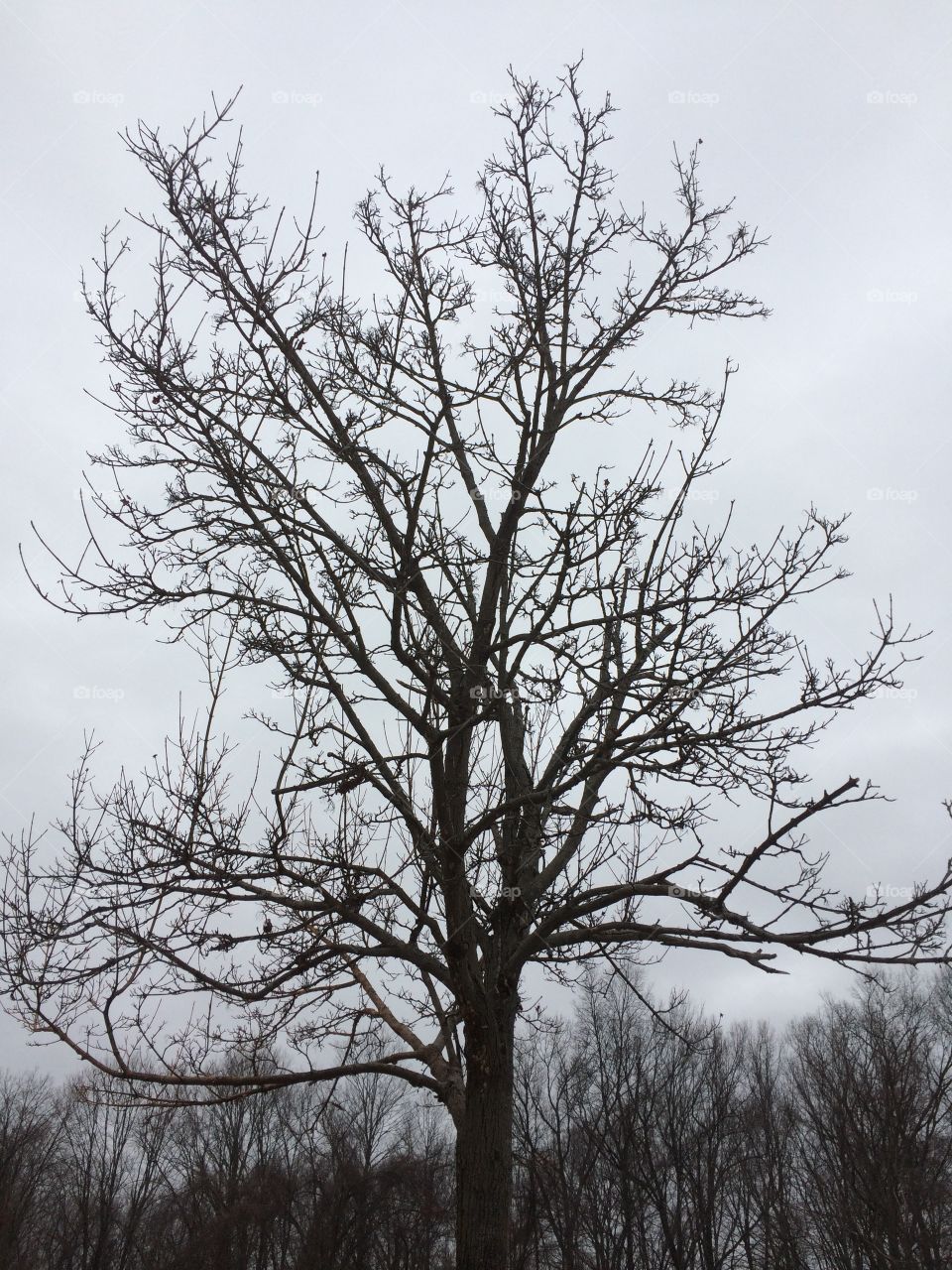 A tree among trees on a winter day. 