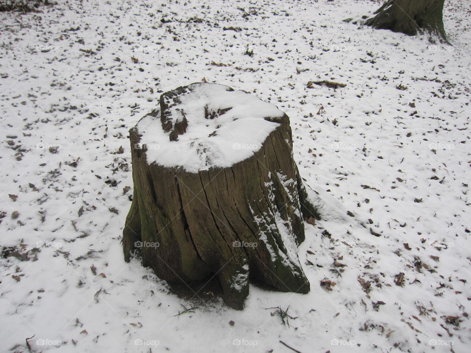 Snow Covered Tree Stump