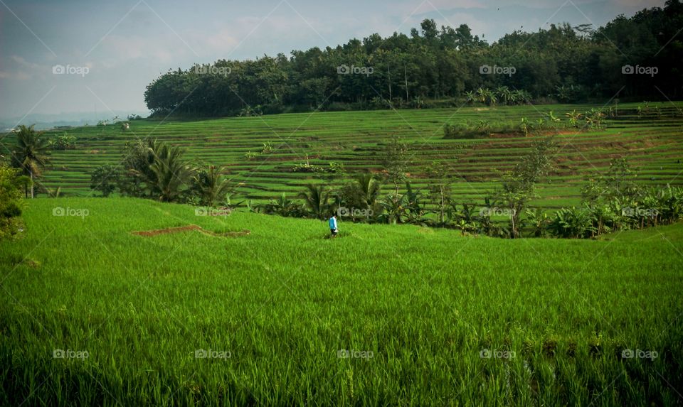 farmer in huge rice field