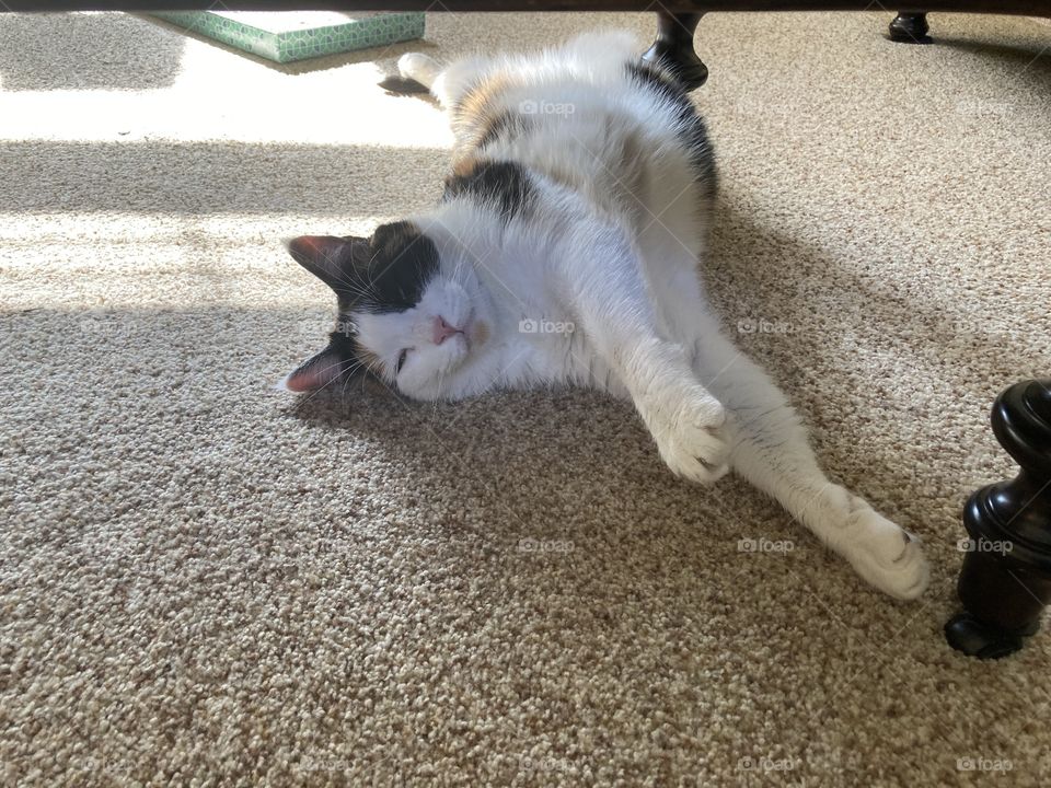 Stretch those paws 