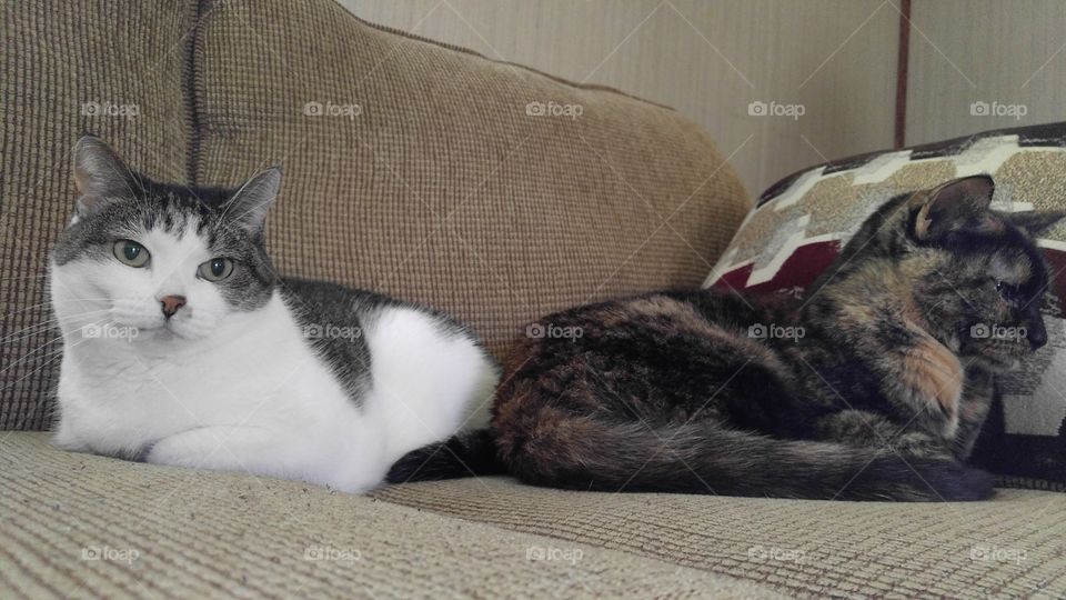 co-habituating but like each other sometimes