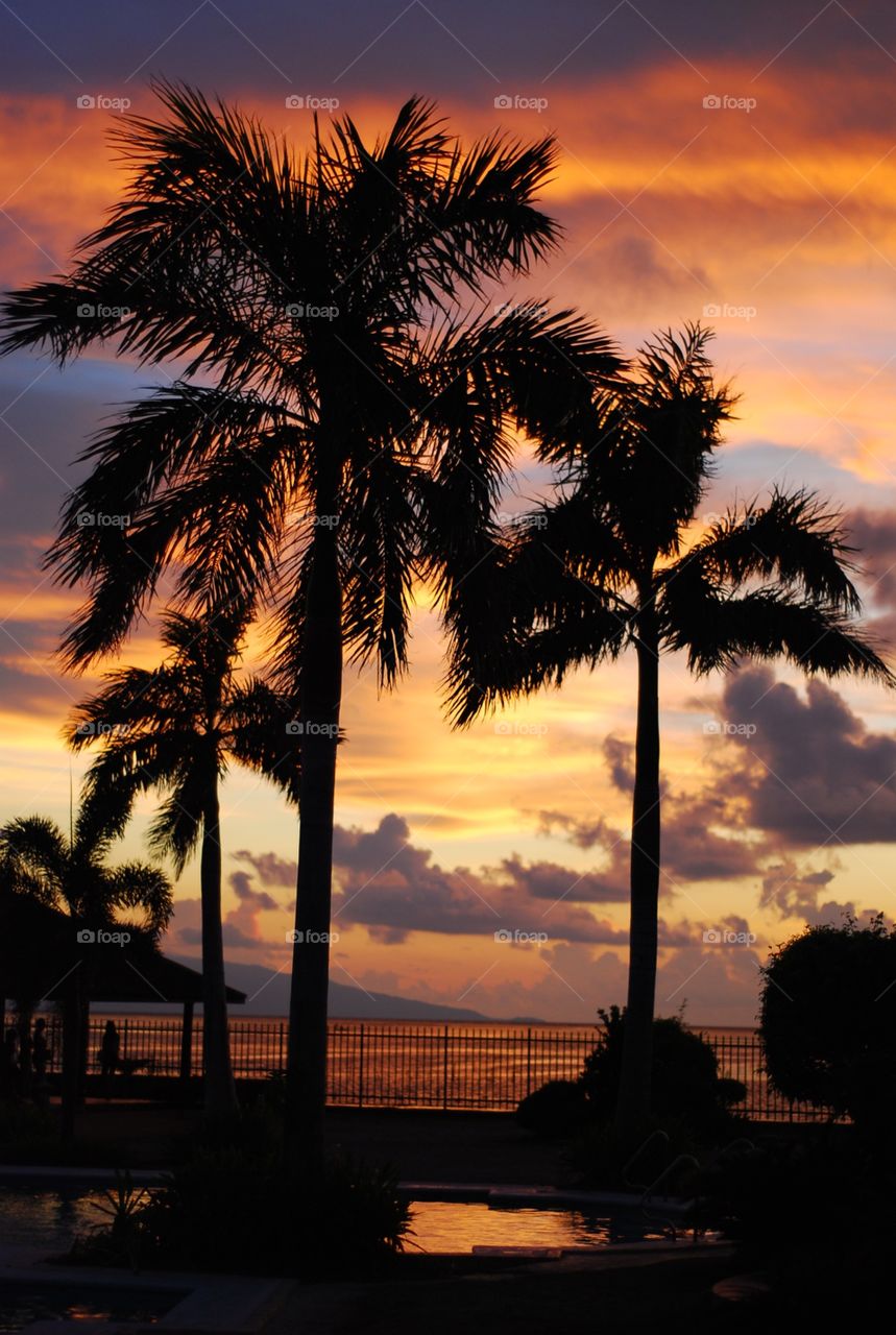 trees and sunset