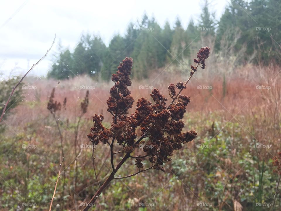 Beautiful scenery on the side of the path. Francis King Park, Vancouver Island, British Columbia, Canada. 