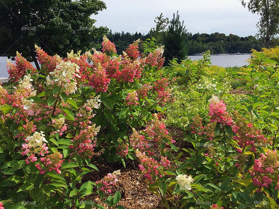 Pink flowers shrubs