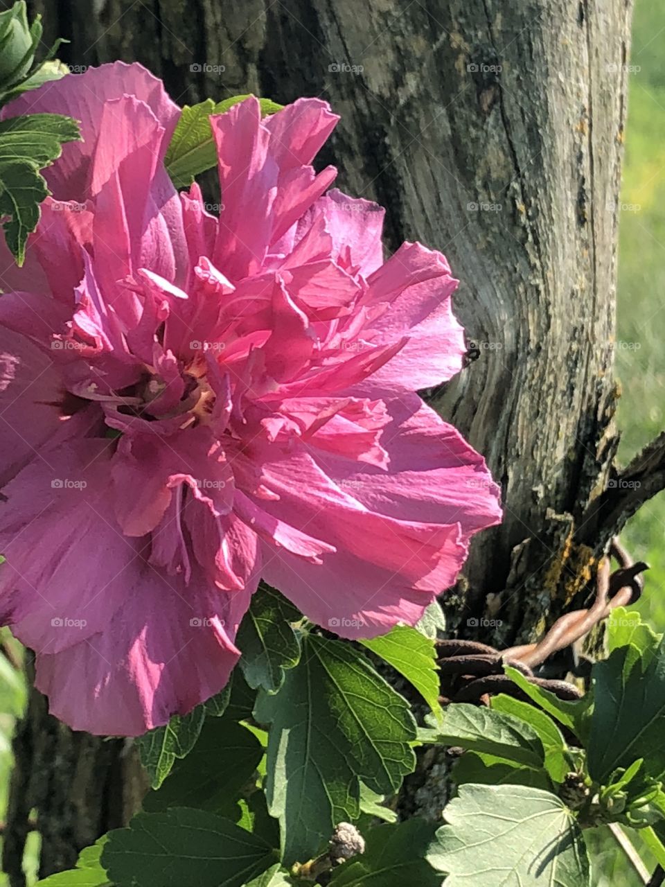 Pink flower