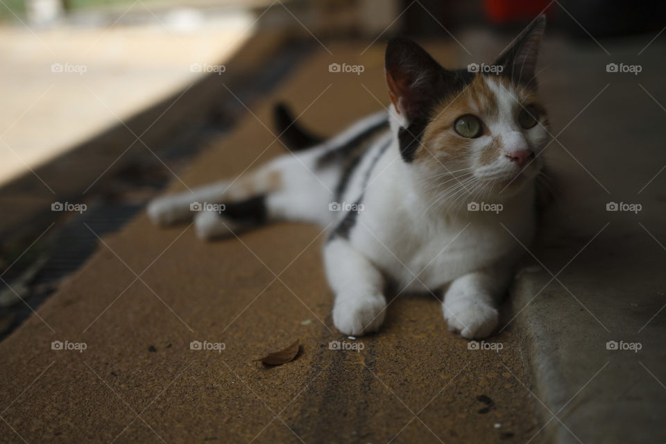 Close-up of a cute cat