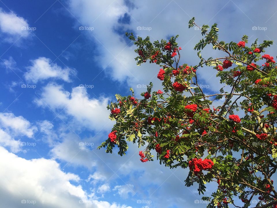 Tree, Nature, Season, Summer, Branch