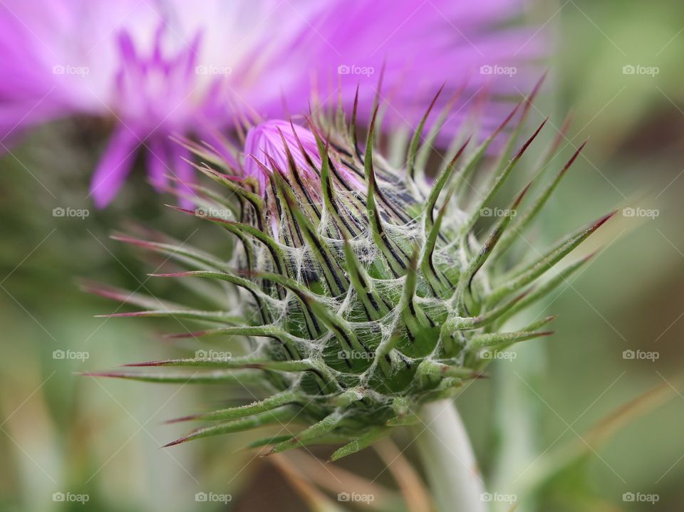 Side view Beautiful spike purple flower 