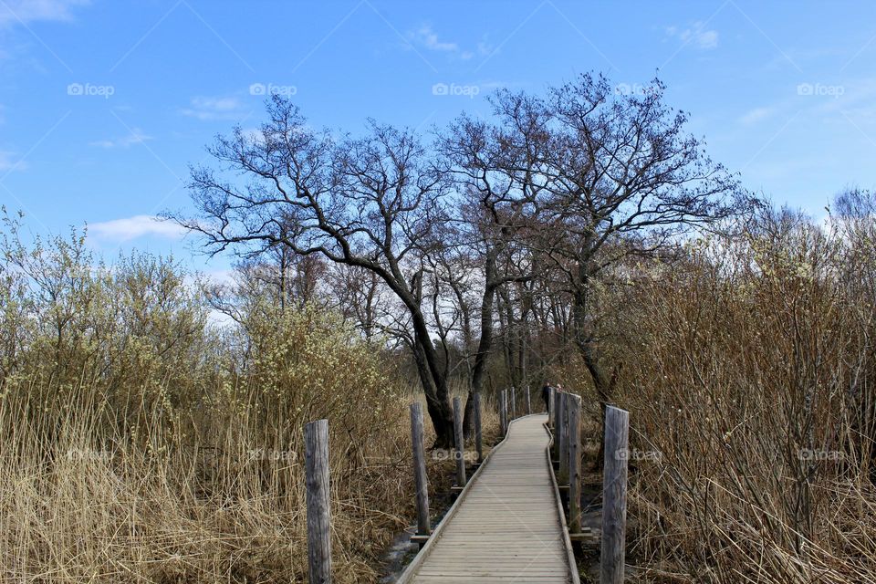 On a hike to Lammassaari at Helsinki, Finland